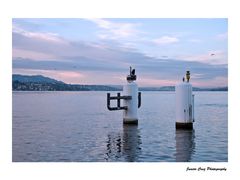 Pastelfarben über den Zürichsee