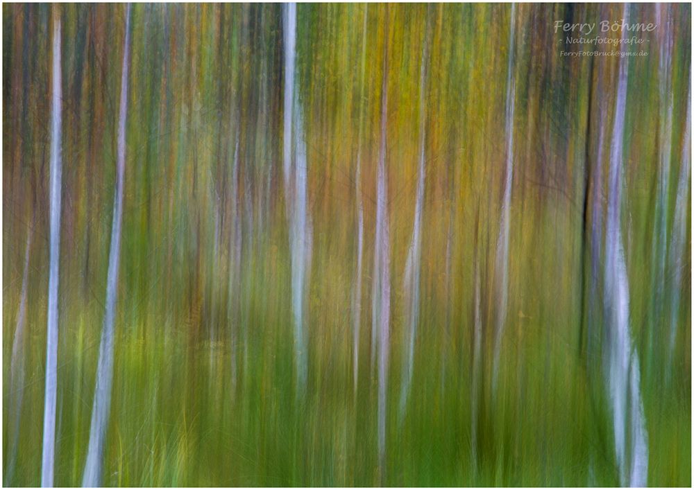 Pastell - Herbst im Moor