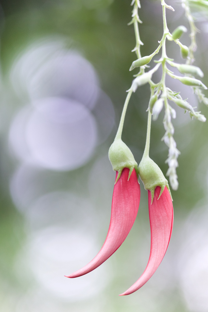 Pastell im Botanischen Garten