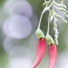 Pastell im Botanischen Garten