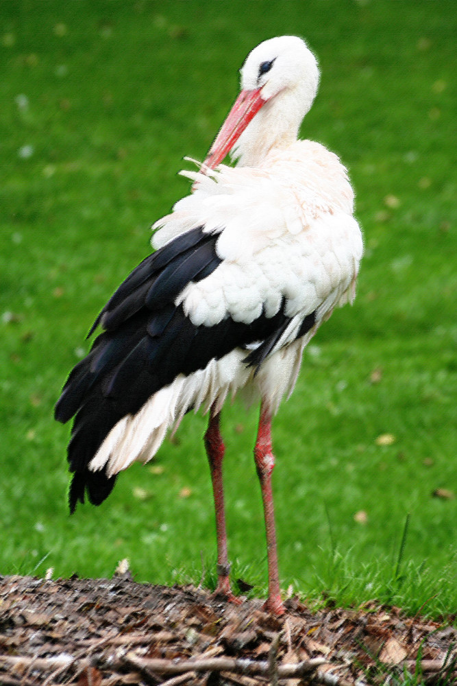 Pastell-Storch