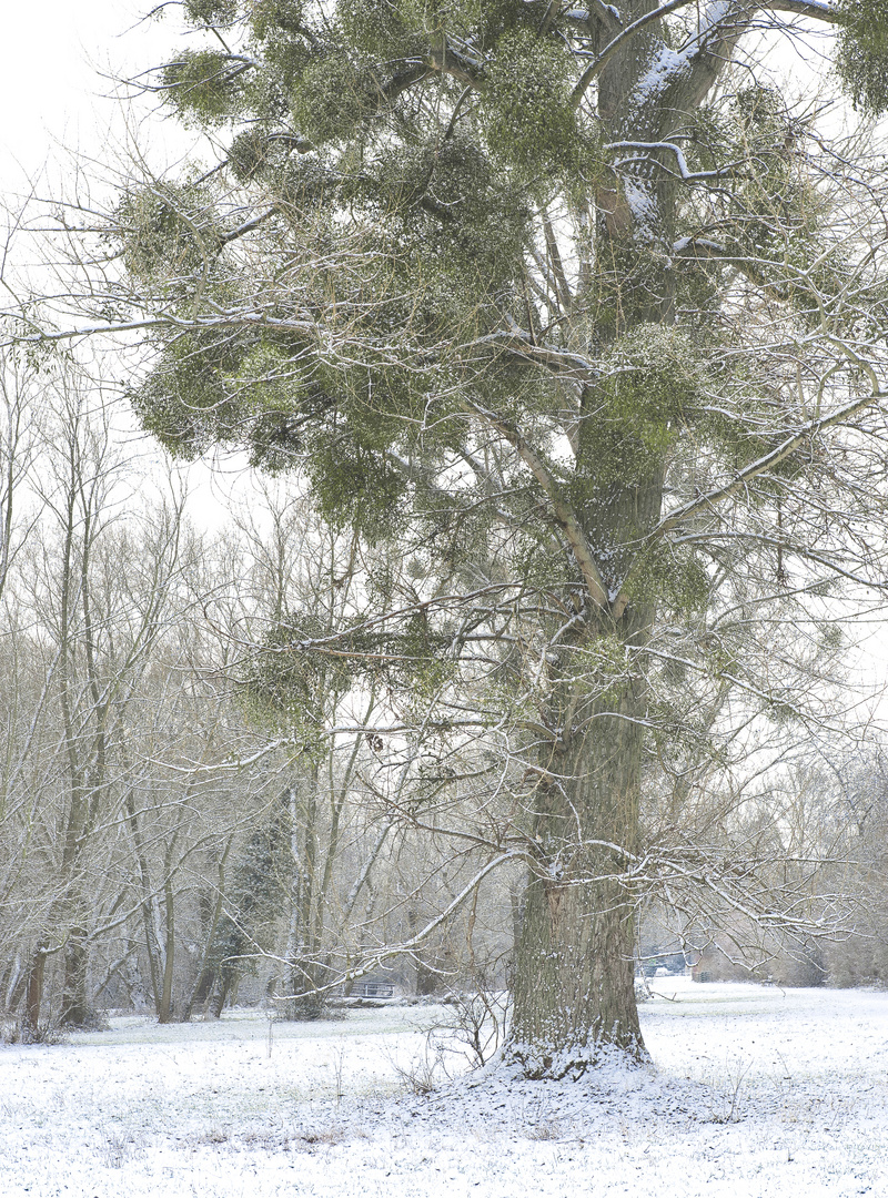 Pastellfarben des Winters