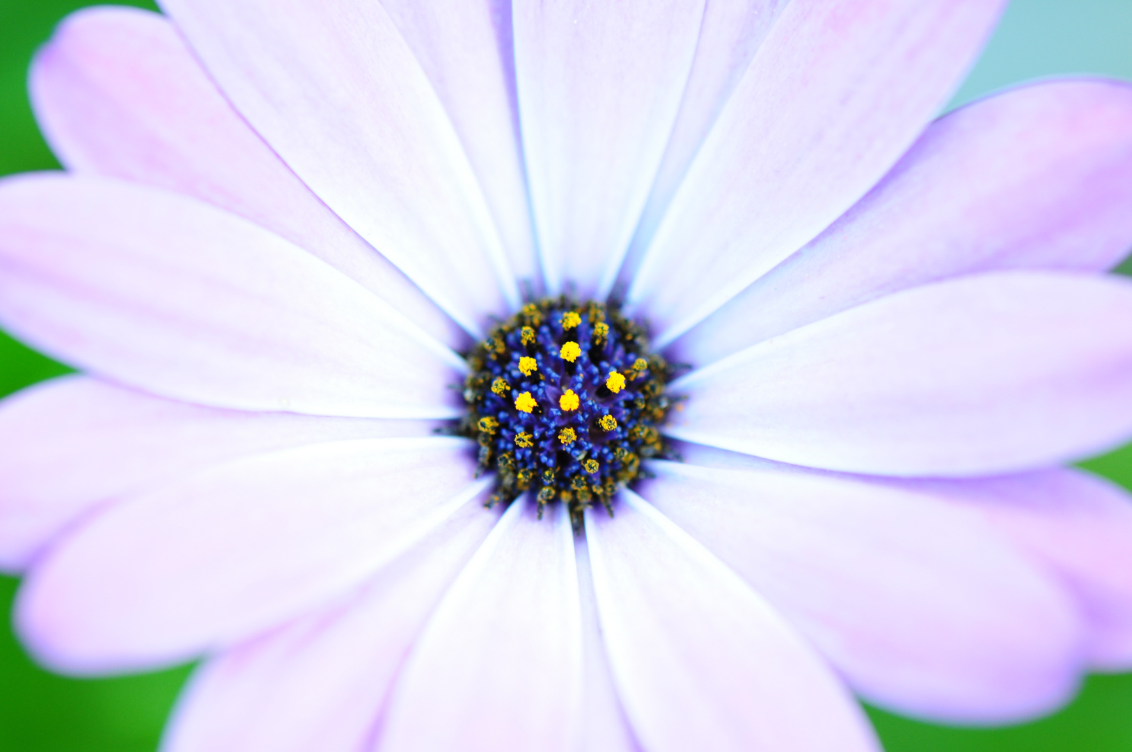 pastellfarbene Blüte