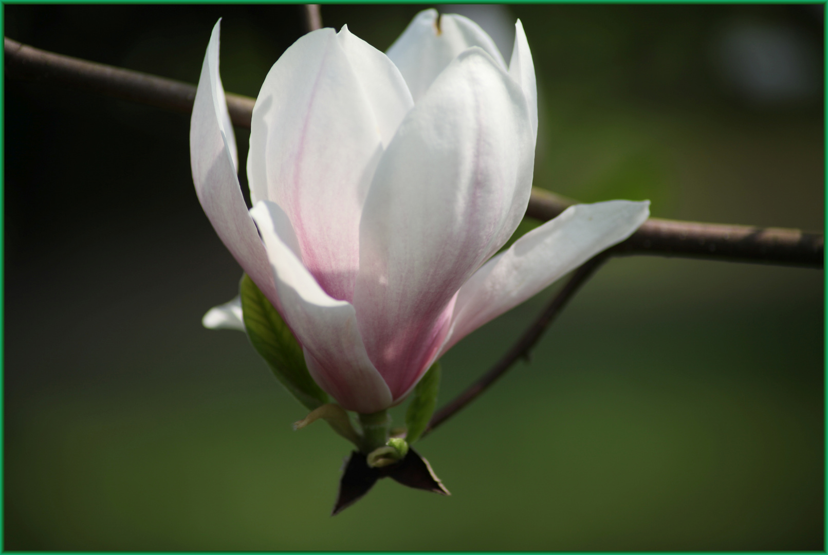 PASTELLFARBENER BLÜTENTRAUM Foto & Bild | jahreszeiten, frühling, fotos