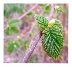 Pastellfrühling