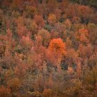 pastelli d'autunno