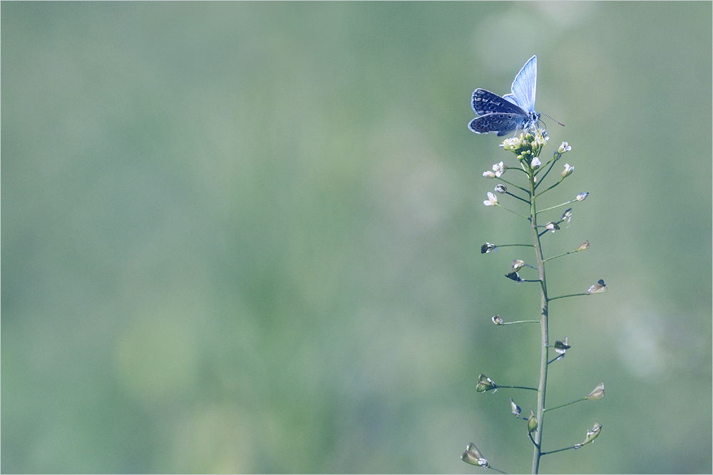 PastellSchmetterling