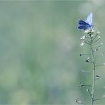 PastellSchmetterling