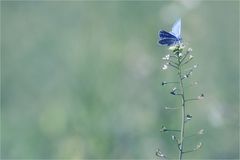 PastellSchmetterling