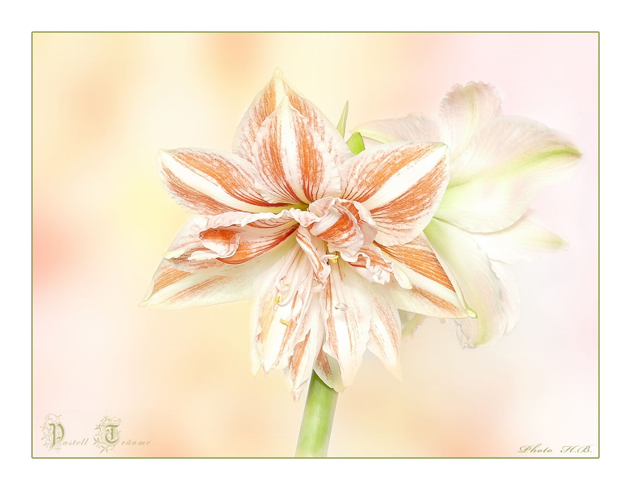 Pastellträume  ~~~  Amaryllis