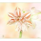 Pastellträume  ~~~  Amaryllis