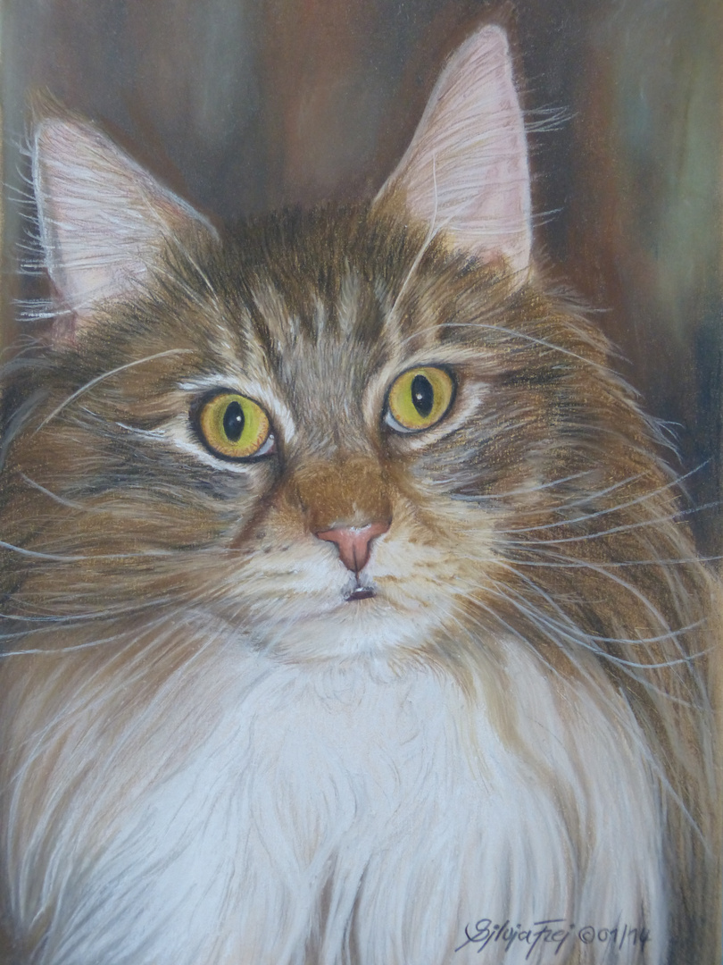 Pastellzeichnung Main Coon / pastel painting Main Coon