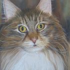 Pastellzeichnung Main Coon / pastel painting Main Coon