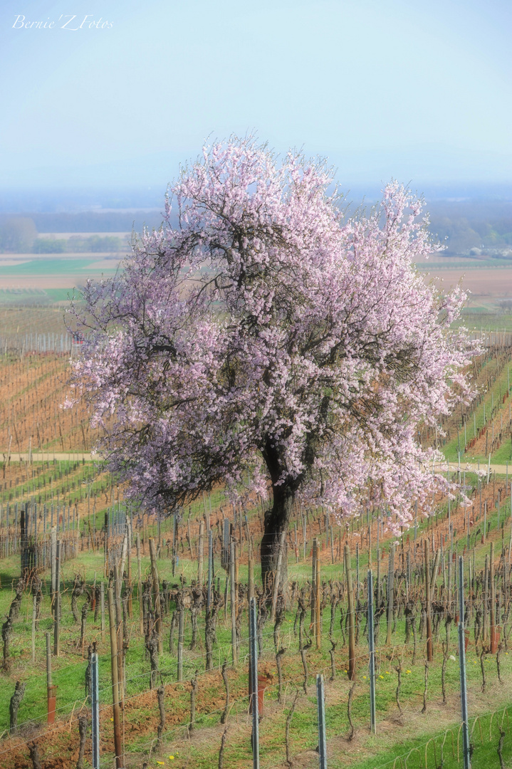 Pastels de printemps