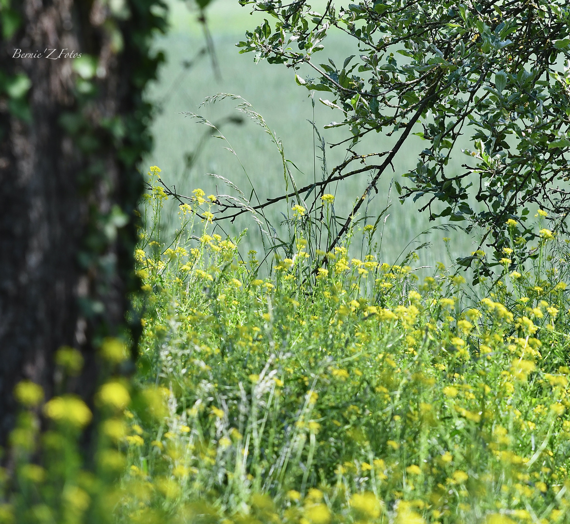 Pastels de printemps