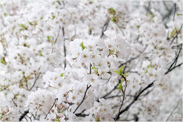 Pastels of a Washington Springtime No. 4 - Yoshino Cherry Blossom Clusters by the Tidal Basin