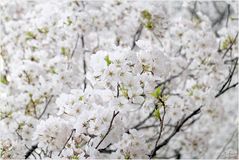 Pastels of a Washington Springtime No. 4 - Yoshino Cherry Blossom Clusters by the Tidal Basin