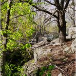 Pastels of Spring along the Great Falls Overlook Trail 