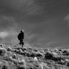 pastor en Patagonia