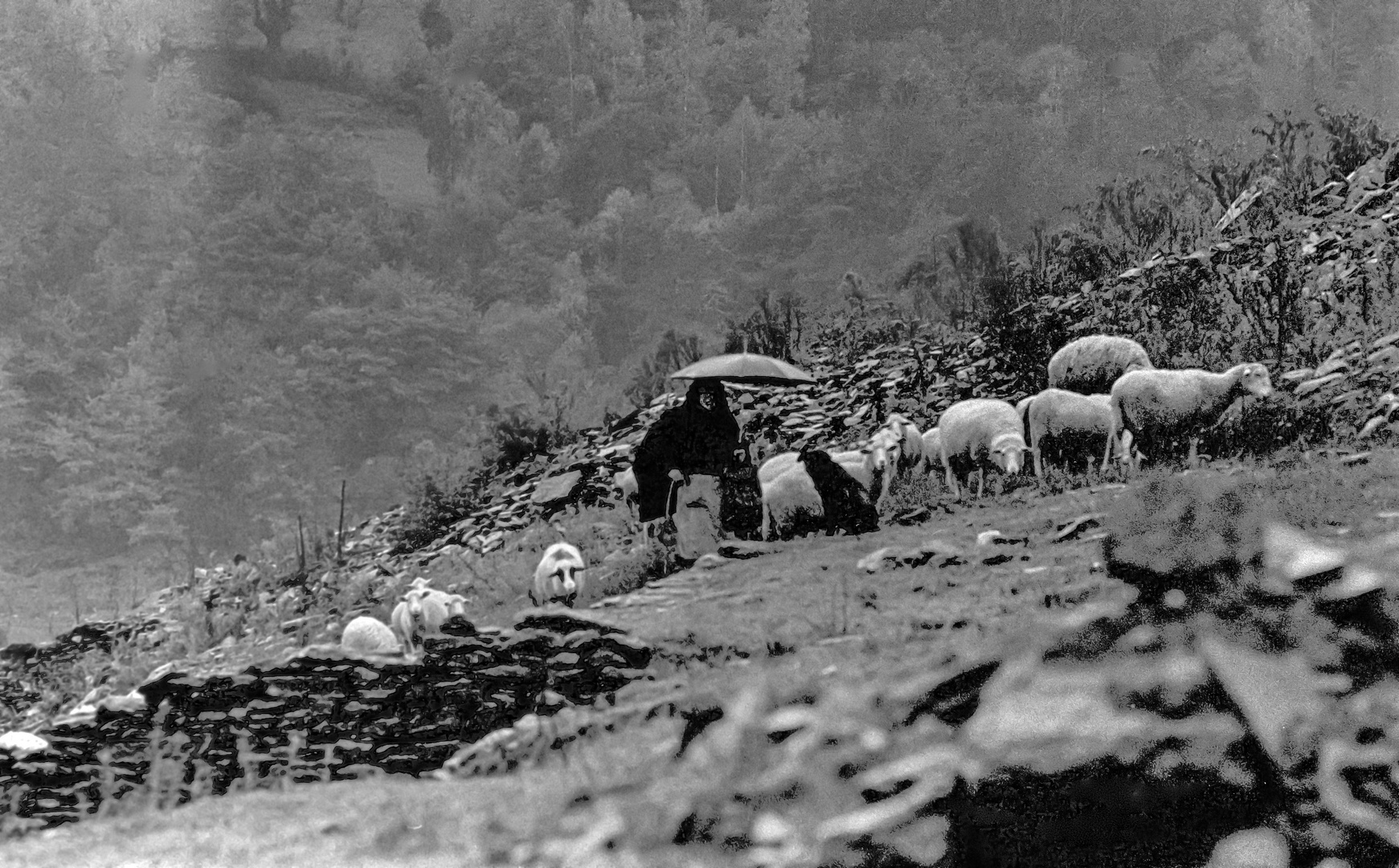 PASTORA BAJO LA LLUVIA 3