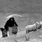 PASTORA BAJO LA LLUVIA