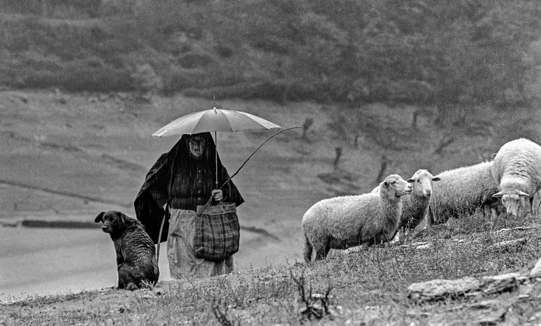 PASTORA BAJO LA LUVIA 2