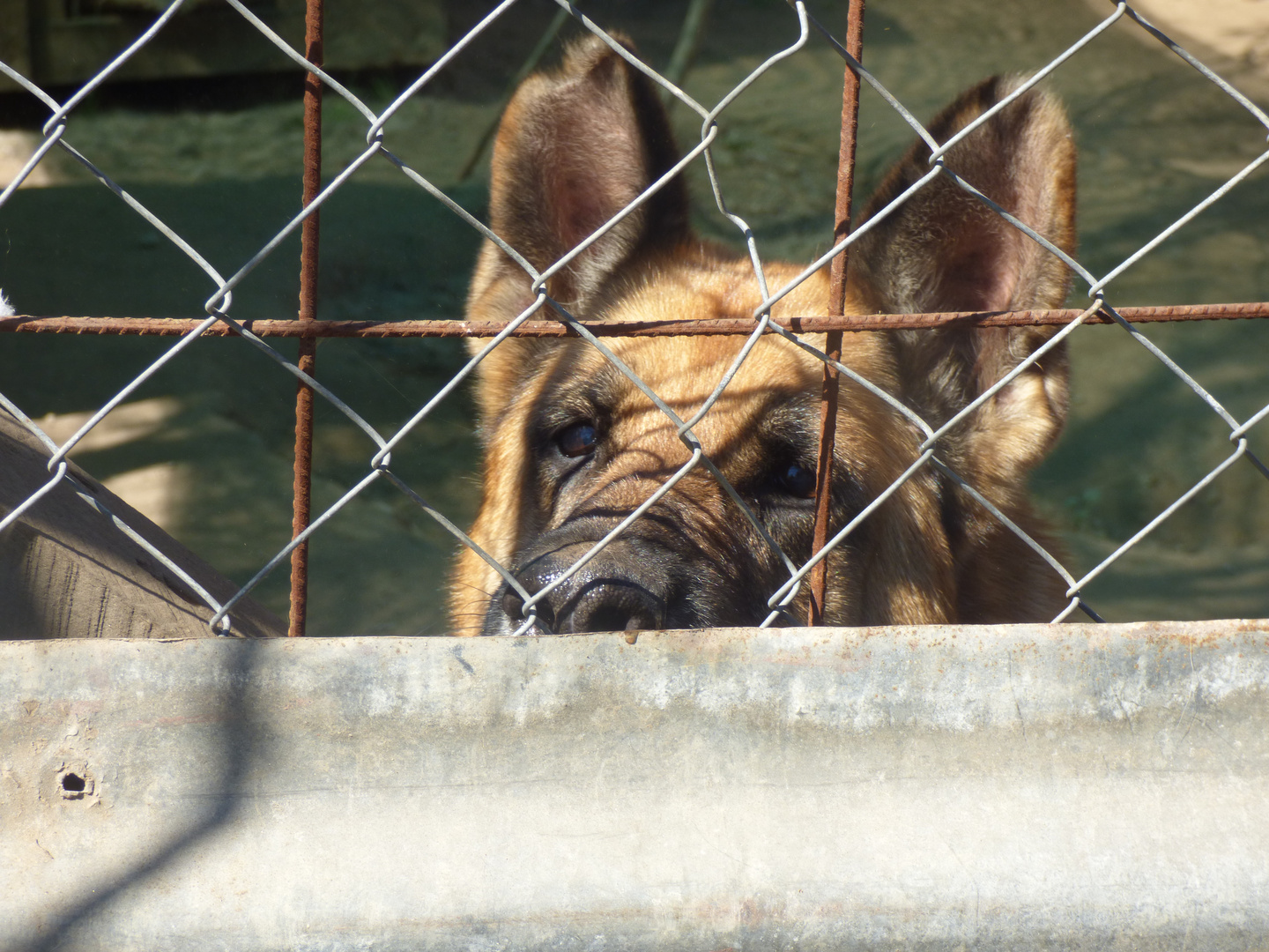 Pastora, perrita abandonada en un refugio (Chile)