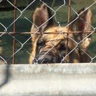 Pastora, perrita abandonada en un refugio (Chile)