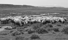 Pastoral 
