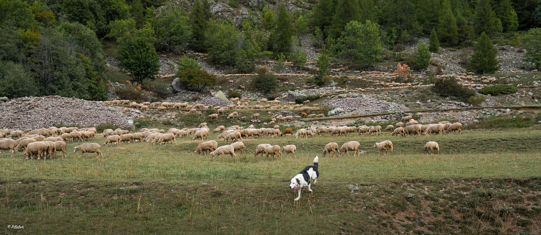 Pastorale