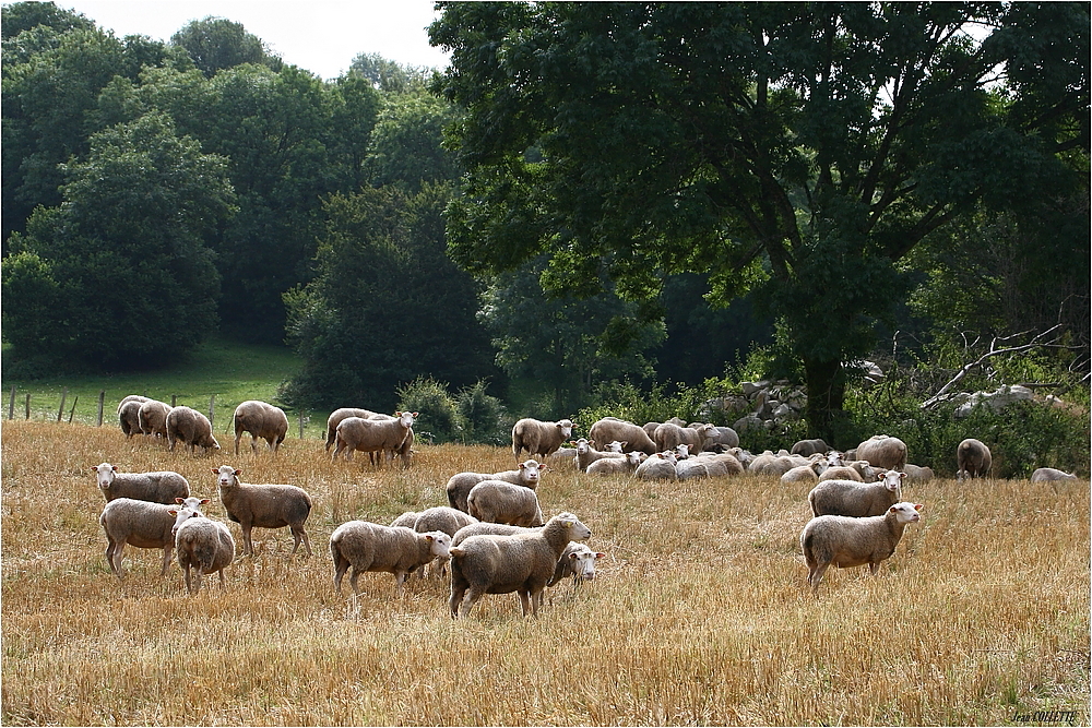 " Pastorale en Bugey "