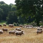 " Pastorale en Bugey "