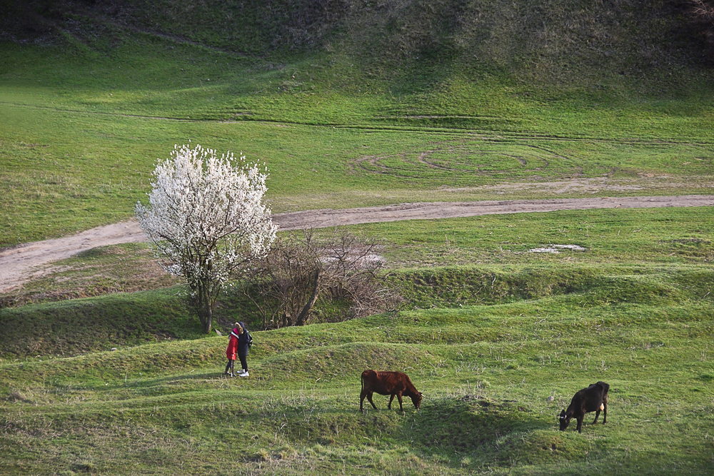 Pastorale Geschichte