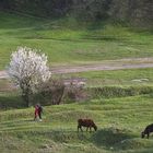 Pastorale Geschichte