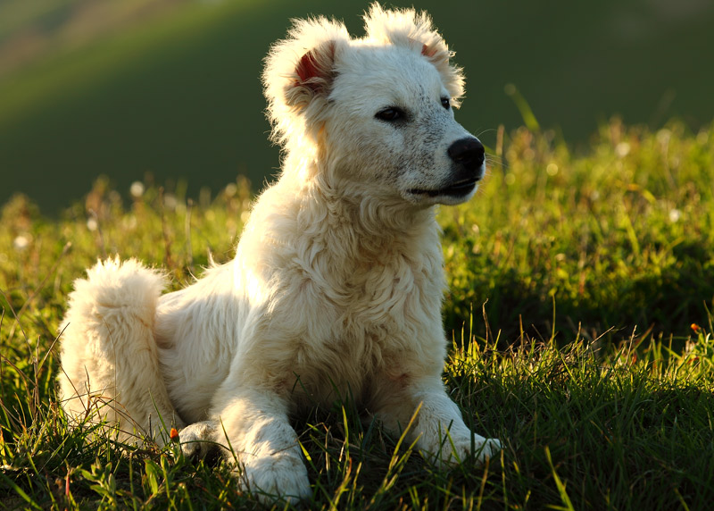 Pastore abruzzese