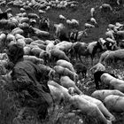 pastore e le pecore