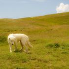 Pastore Maremmano auf einem Feld bei Castelluccio di Norcia