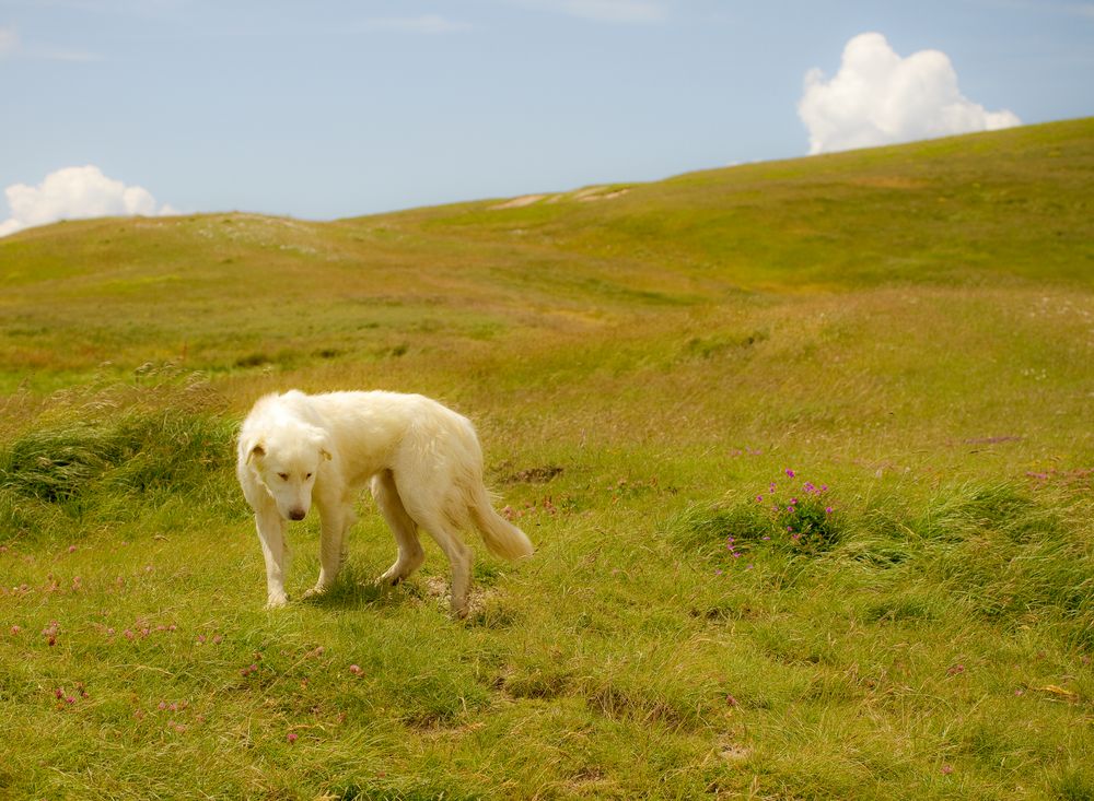 Pastore Maremmano auf einem Feld bei Castelluccio di Norcia