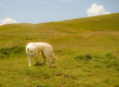 Pastore Maremmano auf einem Feld bei Castelluccio di Norcia