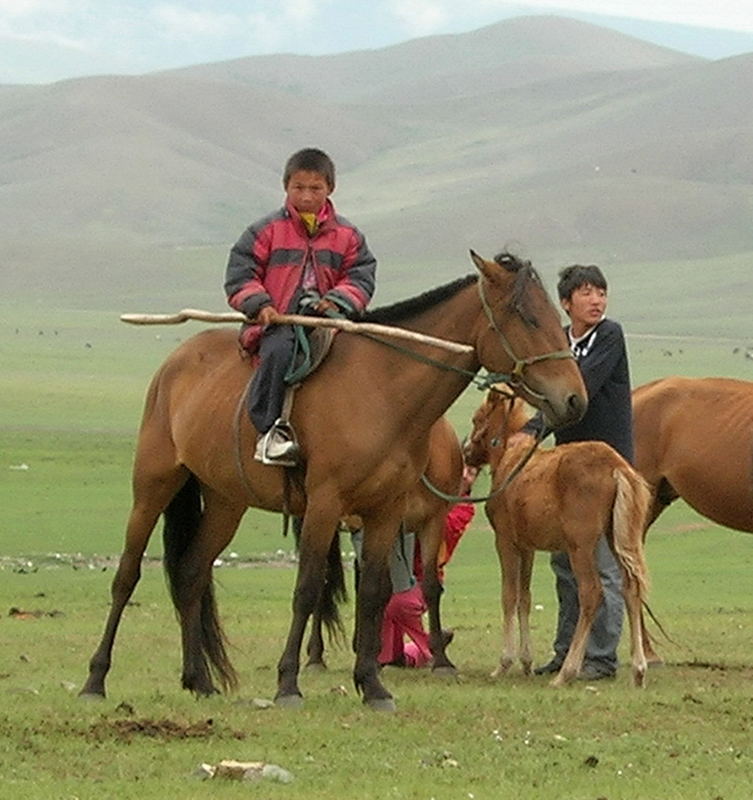 Pastore mongolo