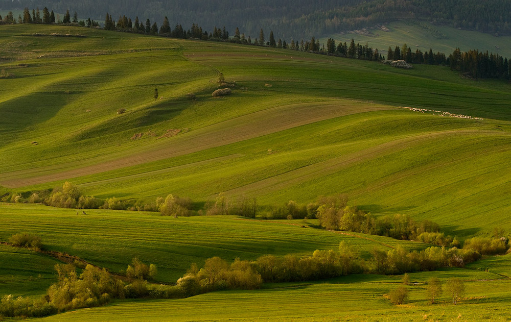 Pasturage in Kacwin