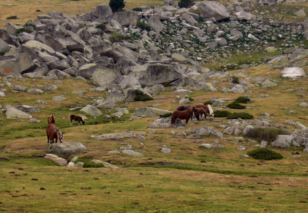 Pasturant pels llacs de Meranges