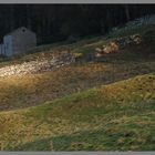 pasture above langthwaite 1b