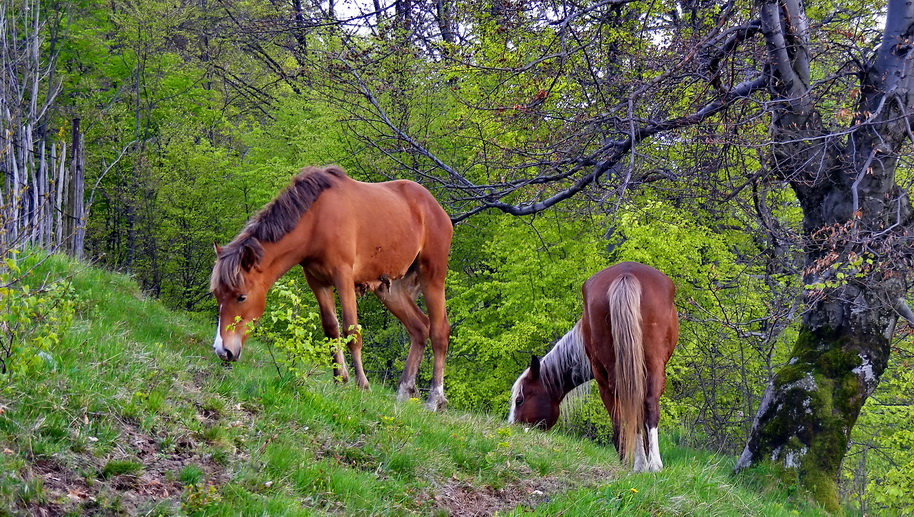 Pasture for left