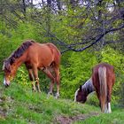 Pasture for left