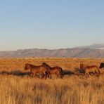 Pasture = Freedom __Weideauftrieb