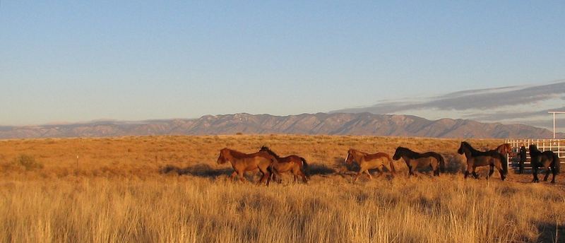 Pasture = Freedom __Weideauftrieb