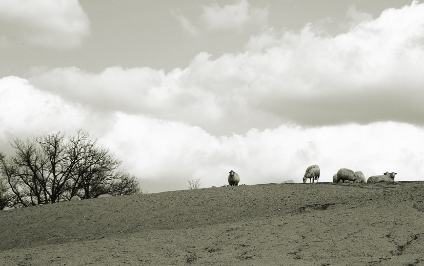 pasture in Tuscany