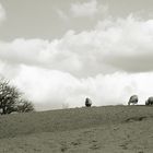 pasture in Tuscany