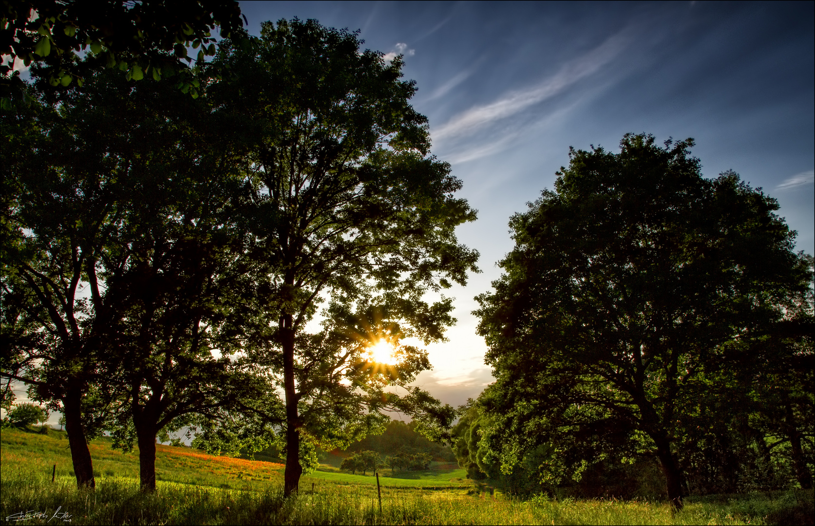 Pasture Trees